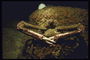 Клешни краба спрятаного под водорослями