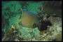 Рыба зеленого цвета с голубой и салатовой каемкой вокруг плавников у норки