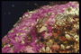 Маленькая рыбка на фоне розовых морских ростений