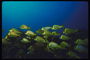 Скопление светло-салатовых рыб