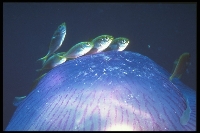 Małe srebrzystymi ryb na morzu jellyfish