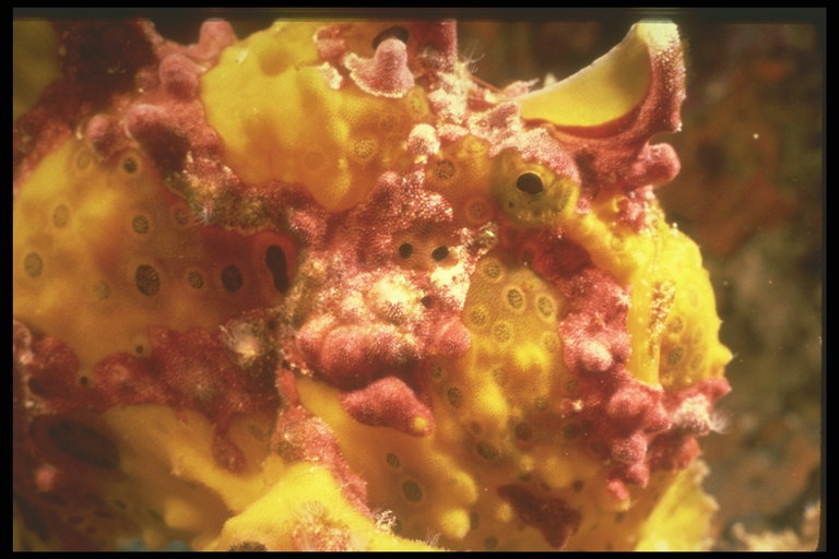 Kuning - merah ikan laut yang tidak biasa bentuk