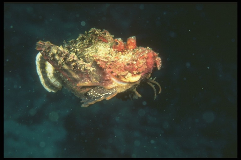 Усатое морское чудовище курсирует в поисках пищи по морскому дну