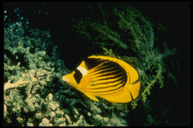 Een klein schepsel met een zacht gezicht van een egel is het soort van sympathie