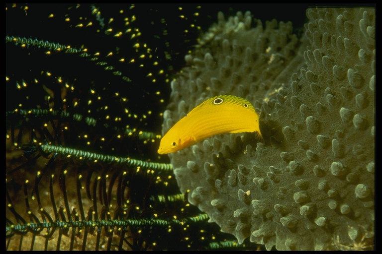 العين في الجزء الخلفي من الأسماك الصفراء لردع الأسماك المفترسة