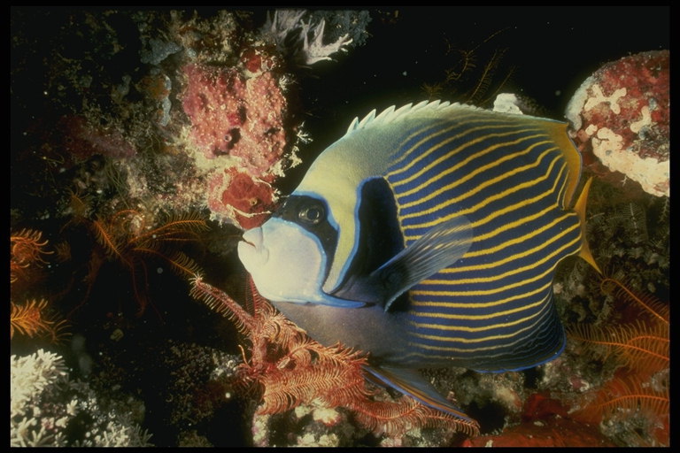 Rund blå fisk i gult band i färd med att spara energi vid botten