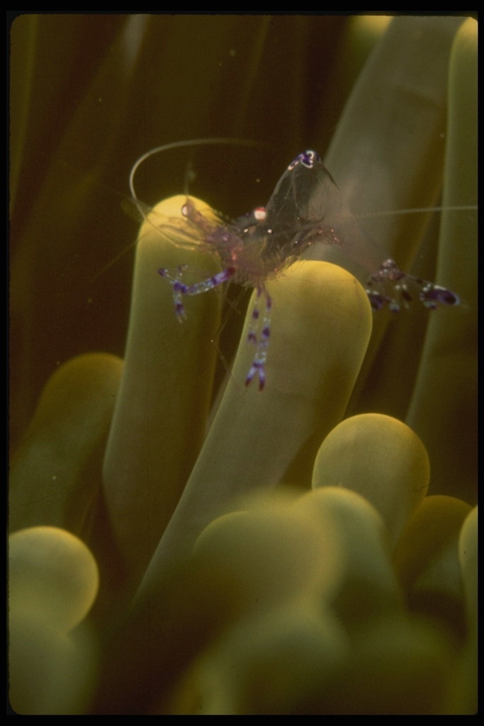 Жёлтые светящиеся водоросли привлекают маленьких фиолетовых пожирателей растения