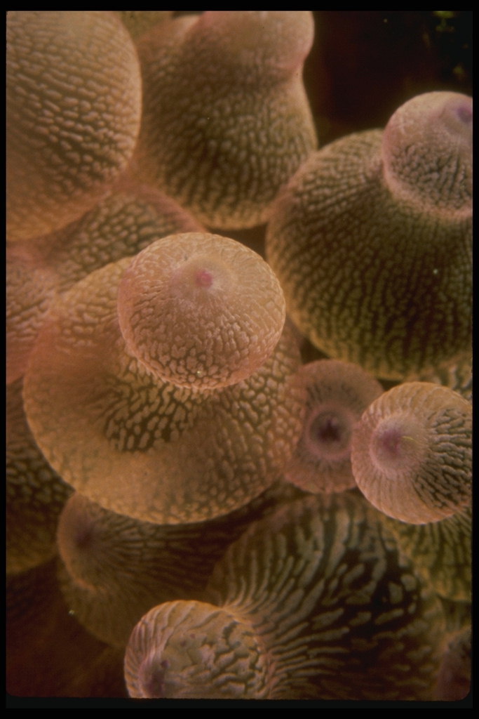 A banda de amarelo cheo de medusas nas augas mornas do mar presenza intrusiva