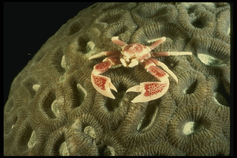 Клешни морского краба острые и крепкие таят опасность для жизни