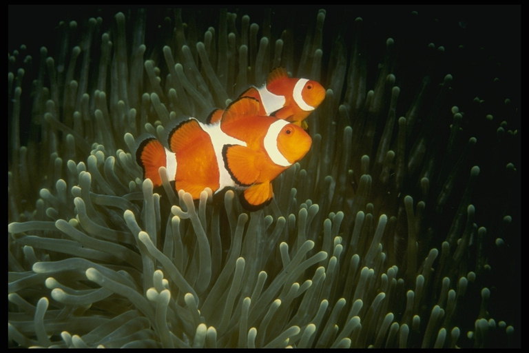 Fotoxornalismo emparelhamento branco - peixe laranxa diante da cámara