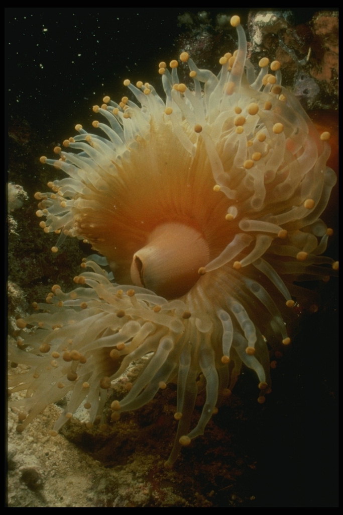  Морская анемона  - хищный организм питающийся флорой моря