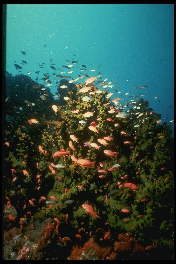 Стайка маленьких, изящных, красных рыбок ищущих корм в морских водорослях