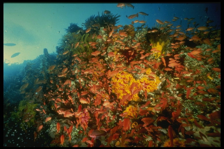 Fisk som lever i harmoni sammen med marine polypper, er utstyrt med immunitet fra giften anemoner