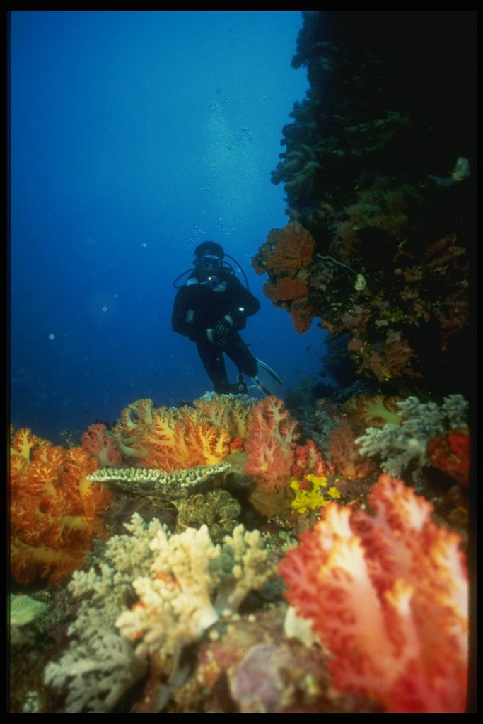 Аквалангист снимает на камеру удивительную жизнь подводного мира