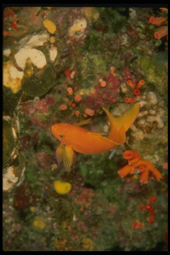 Orange fisk rejser på jagt efter spiselige havet organismer