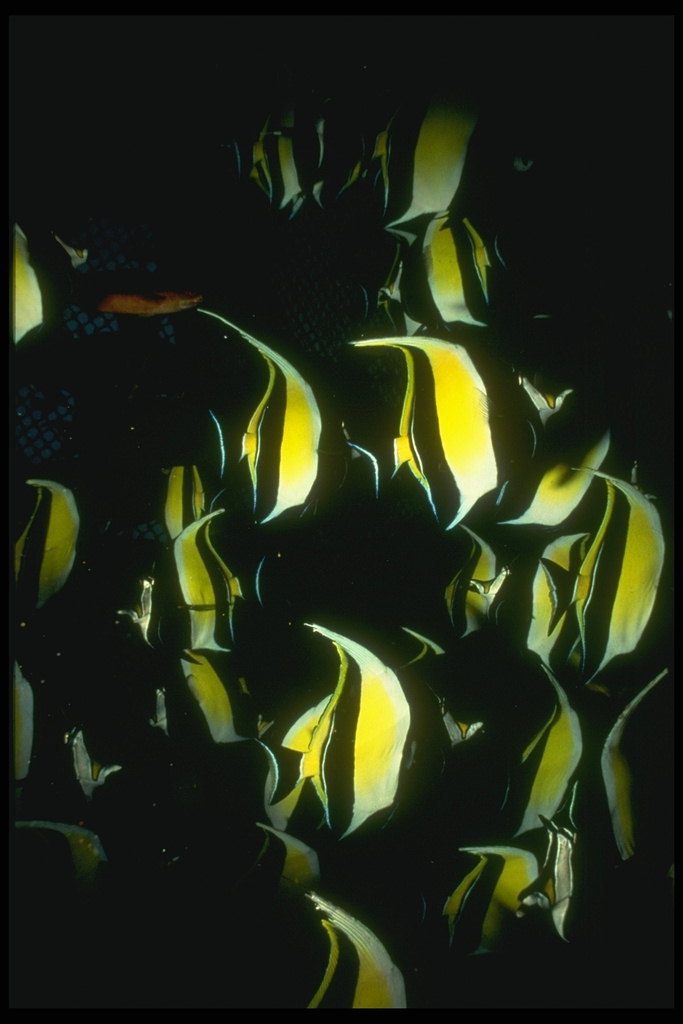 Светящееся рыбы собрались в стаю для проведения ночи