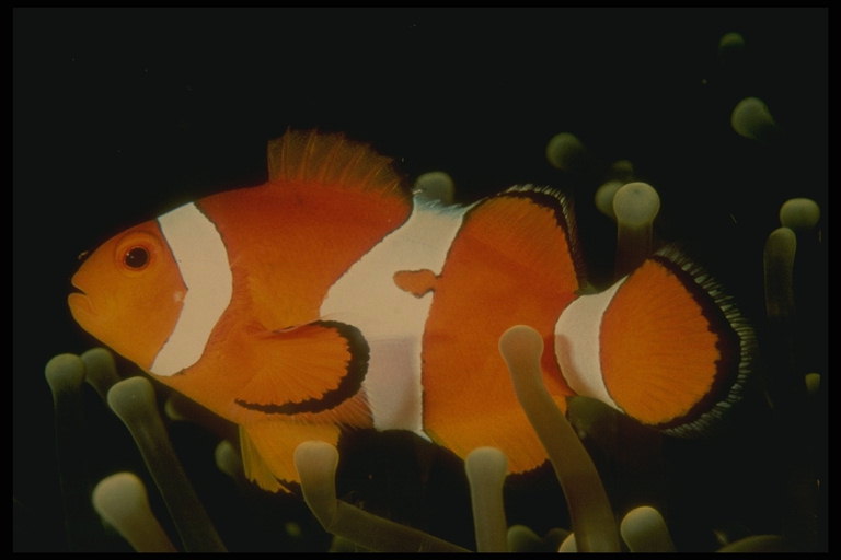 The orange fish with white stripes coexist with sea anemones