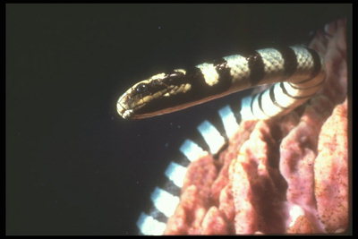 Фотография полосатой ядовитой морской злой змеи
