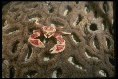 Sea krabbe kløer - en skarp og nådesløs våben til ansøgere masse tabel