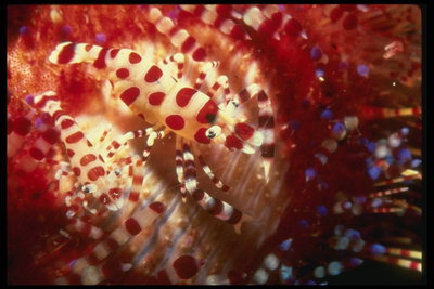 Fénykép színes Csikóhalak érkezett a Sea Festival