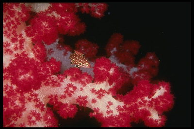 Пятнистая рыбка знакомится со слизистым красно - белым пассивным обывателем моря