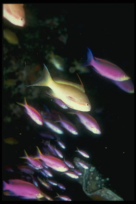 Стая фиолетовых рыб стремится избежать попадания в раскинувшиеся сети 