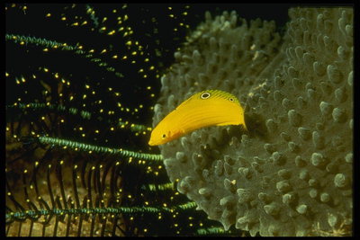 Oog op de rug van een gele vis te ontmoedigen roofvissen