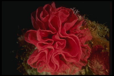 Подводная красная морская роза послужит украшением дорогих букетов