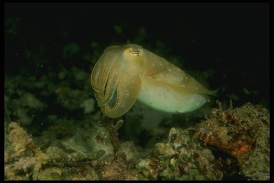 Фотография зелёного осьминога - умного существа проживающего в воде