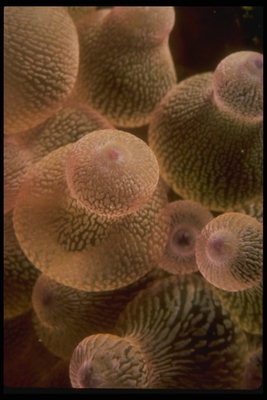 Sekelompok kuning-ikan jeli diisi air hangat laut mengganggu keberadaan