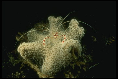 Яркая морская звезда дополняет красоту морской флоры и фауны
