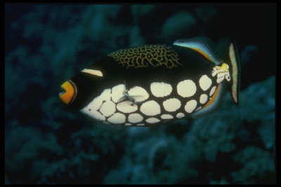 Рыба овальной формы с открытым ртом для заглатывания беззащитных жертв 