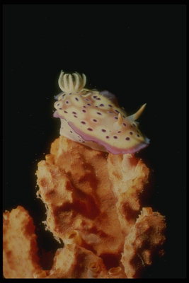 Anemone prend racine dans le fond de la mer et se nourrissent de poissons