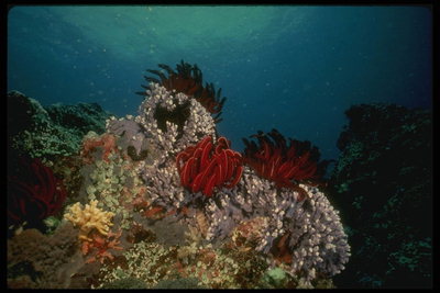  Морские анемоны или актиния относится к полипам живущих на дне