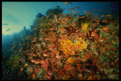 鱼类与海洋息肉和谐相处，都赋予了从毒海葵免疫力