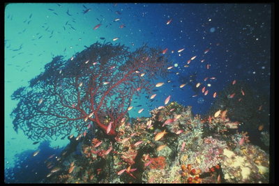 شجرة المرجان هو دليل على نقاء الماء
