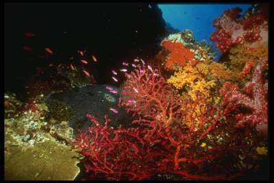Красивая картина подводного мира - приманка для наивных существ