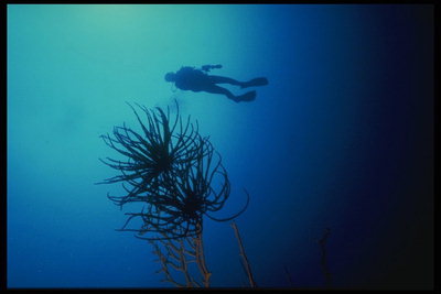 В ярко - синей воде моря плавает аквалангист в поиске приключений и новых видов рыб 