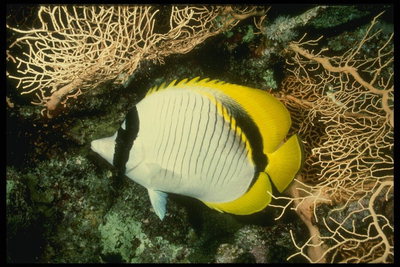 Бело - жёлтая рыба напоминающая внешнем видом ежа