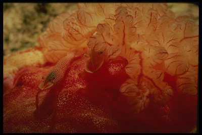 Яркая ядовитая медуза распространяется в водах тёплых морей