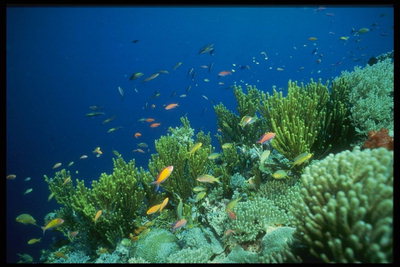 Fotografi af havbunden vegetation og lever på bunden af fisk