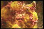 Amarelo - vermelho mar de peixes de forma invulgar