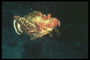 Усатое морское чудовище курсирует в поисках пищи по морскому дну