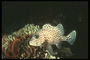 Pettyes tengeri hal enni az alga, az ideális akvárium kiállítás
