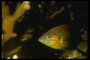 Любопытное лицо умной рыбы в яркую полосочку исследует тёмные глубины океана