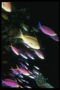 Стая фиолетовых рыб стремится избежать попадания в раскинувшиеся сети 