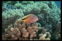 Среди морских водорослей светящаяся оранжевая рыба привлекает фотографа