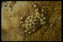 Пятнистый морской краб предпочитает мирное сосуществование с другими обитателями водных глубин