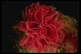 Подводная красная морская роза послужит украшением дорогих букетов
