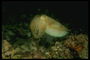 Fotografie zelená chobotnica - inteligentné bytosti žijúce vo vode